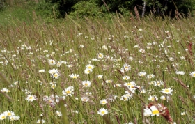 Sommerwiese